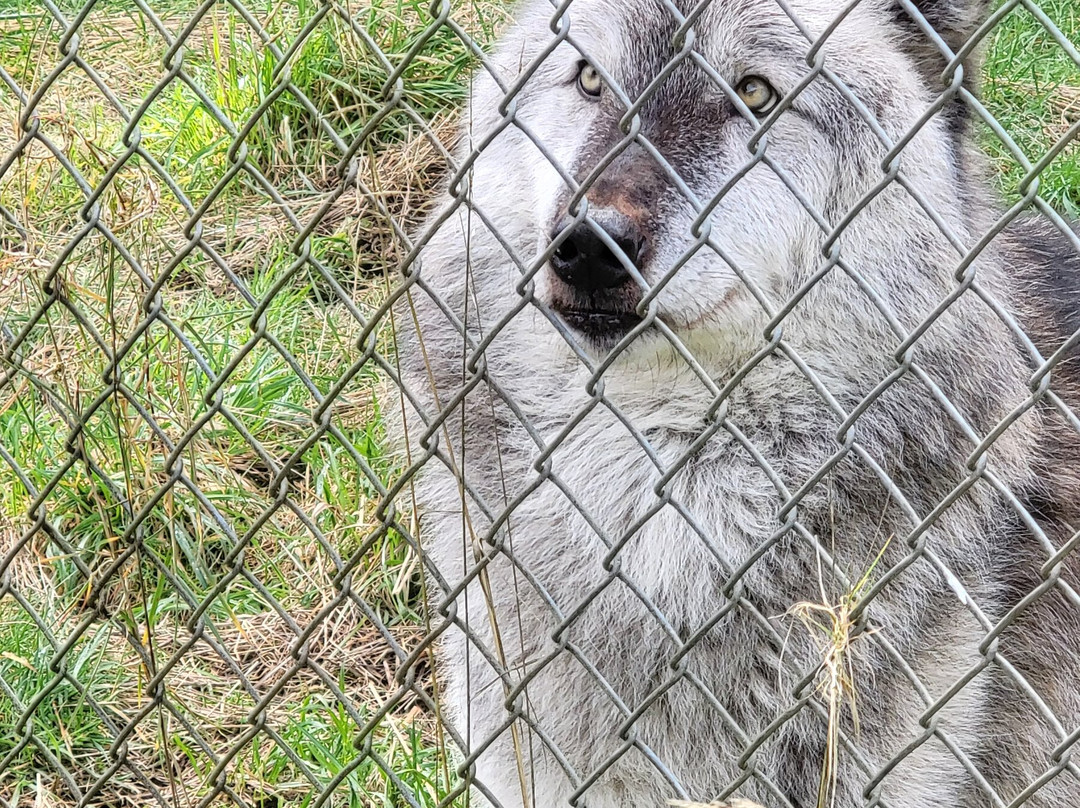 White Wolf Sanctuary & Educational Facility-Tidewater必去景点