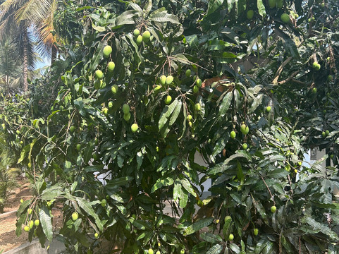 马吉非拉旅馆主图