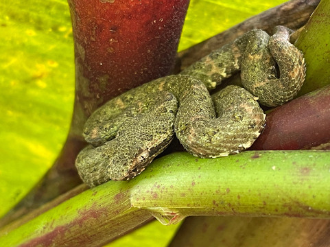 Allan Explorer-Upala必去景点