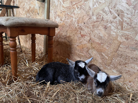 Kinedale Donkeys-Ballynahinch必去景点