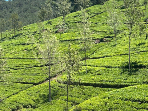 Travel Trail With Pulendran Gobi-埃勒必去景点