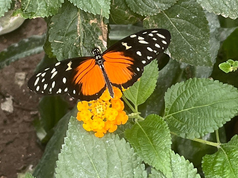 The London Butterfly Gardens-贝克斯利希斯必去景点