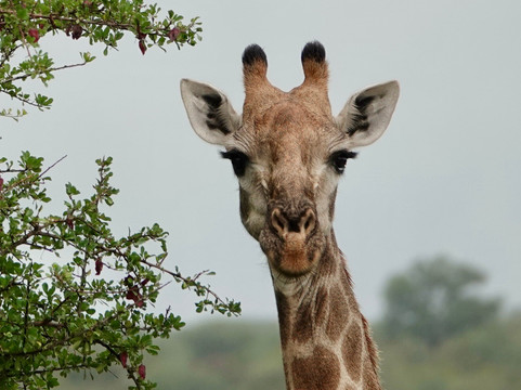 African Safari Group-开普敦必去景点