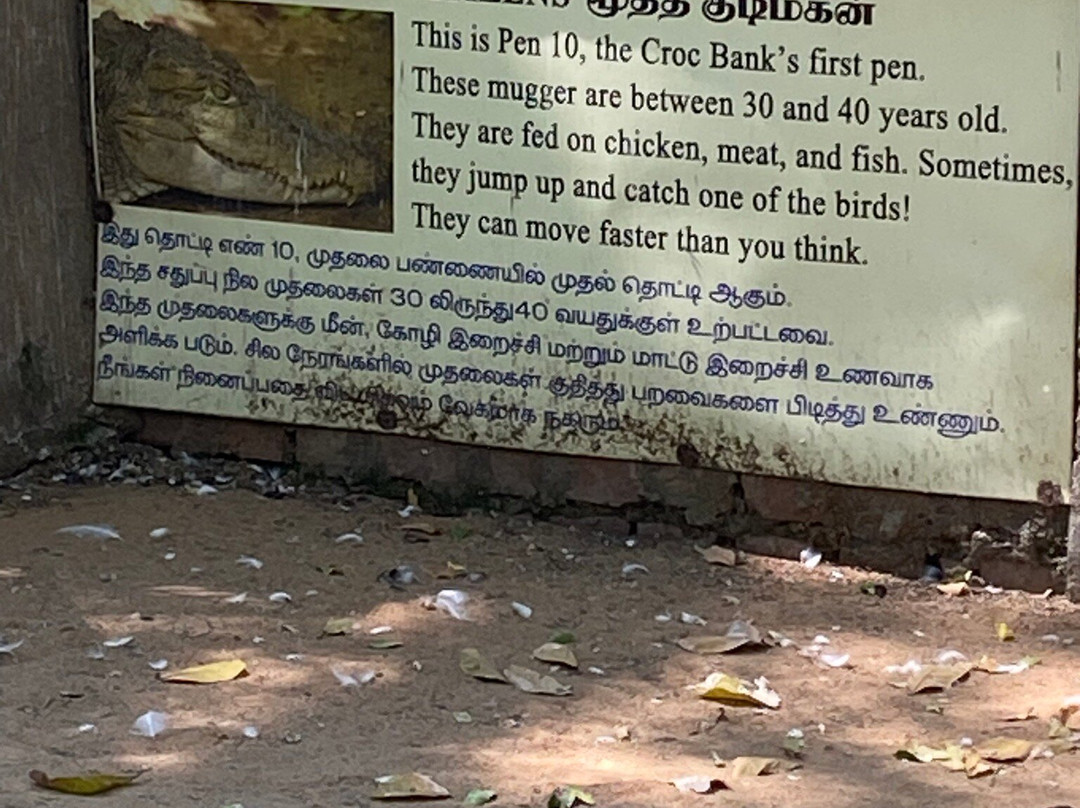 The Madras Crocodile Bank Trust and Centre for Herpetology-玛玛拉普蓝必去景点