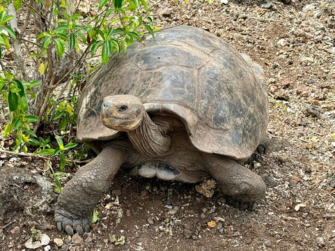Galapaguera de Cerro Colorado-圣克里斯托瓦尔必去景点