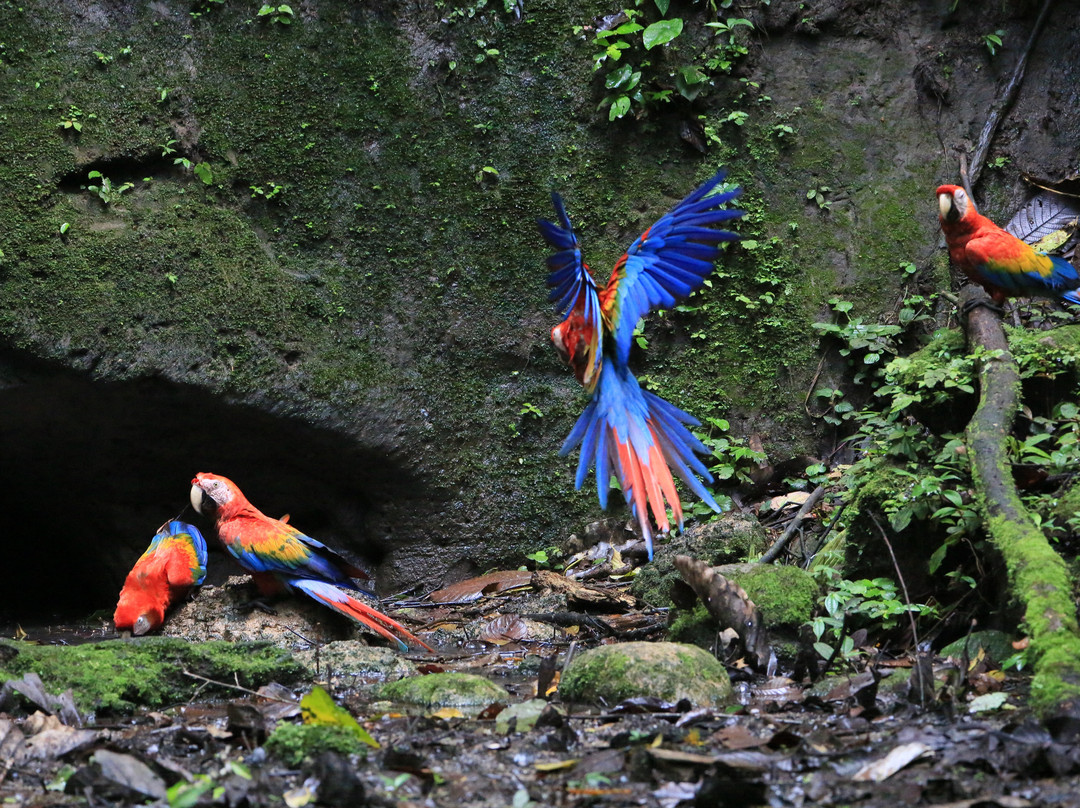 Selva Verde Tours-Misahualli必去景点