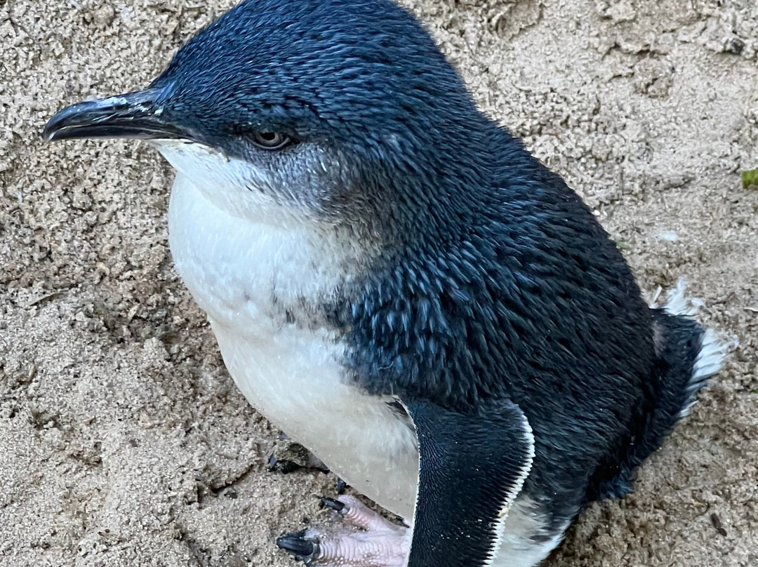 Blue Mountains Tours-格兰布鲁克必去景点