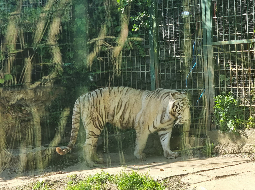 Zoo De Santillana Del Mar-海边的散提亚拿必去景点