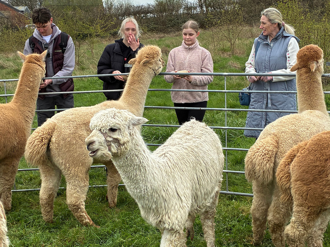 Brackenfield Alpacas-马特洛克必去景点