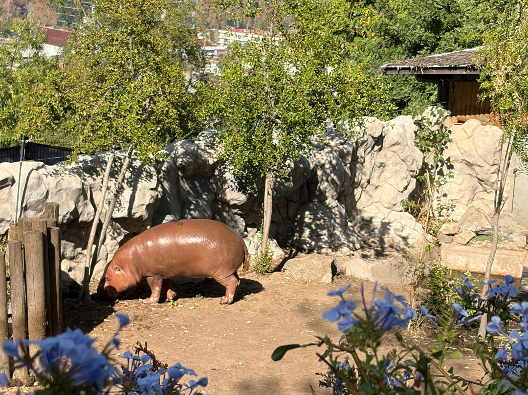 Zoológico Nacional de Chile-圣地亚哥必去景点