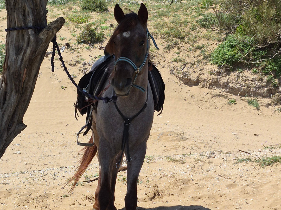 Mogador Horse-Diabat必去景点