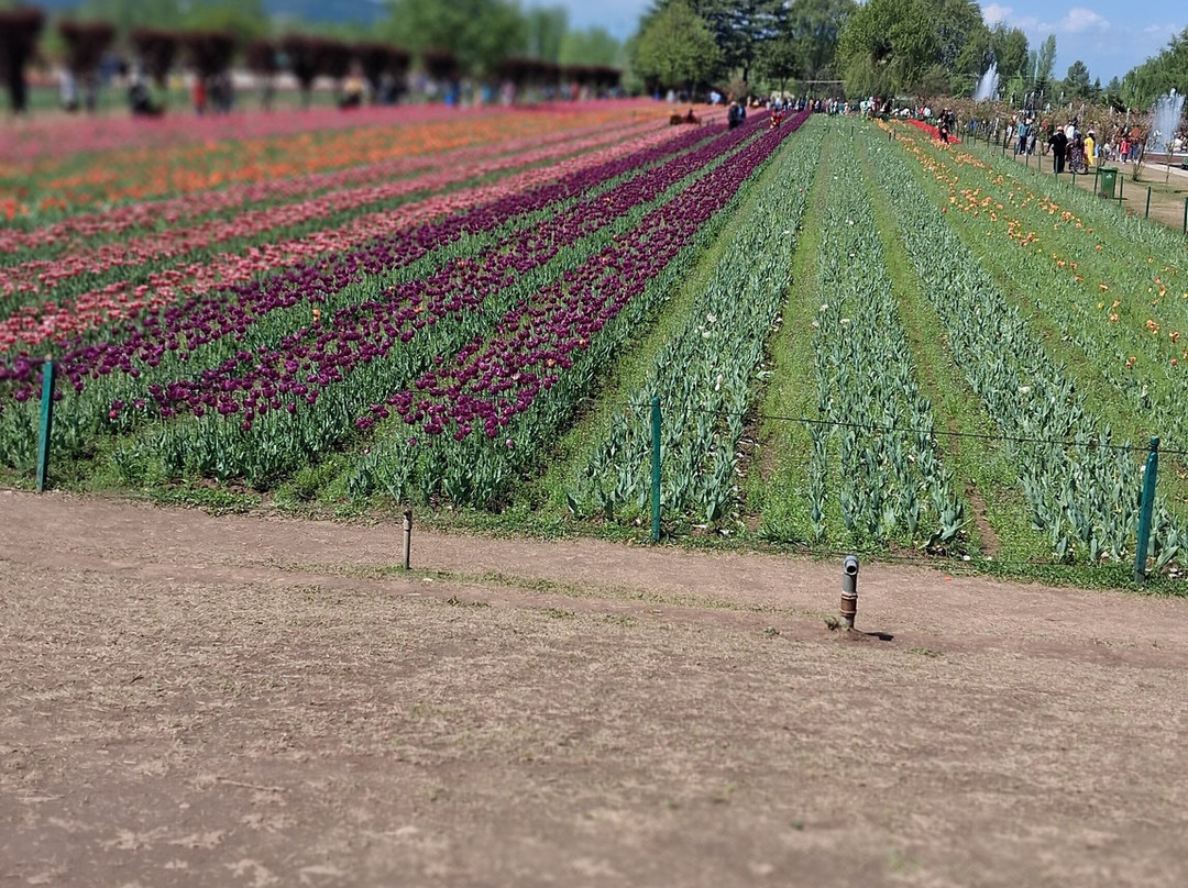 Indira Gandhi Tulip Garden-斯利那加必去景点