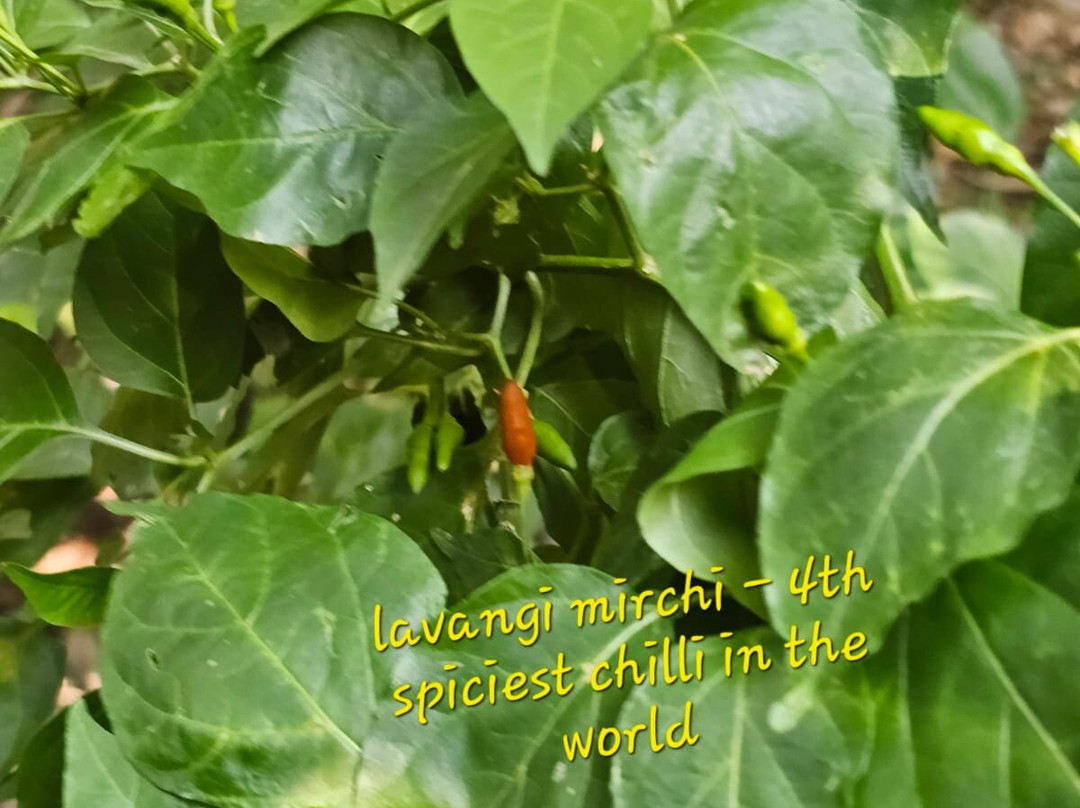 Tanshikar's Working Organic Spice Farm-Sanguem必去景点