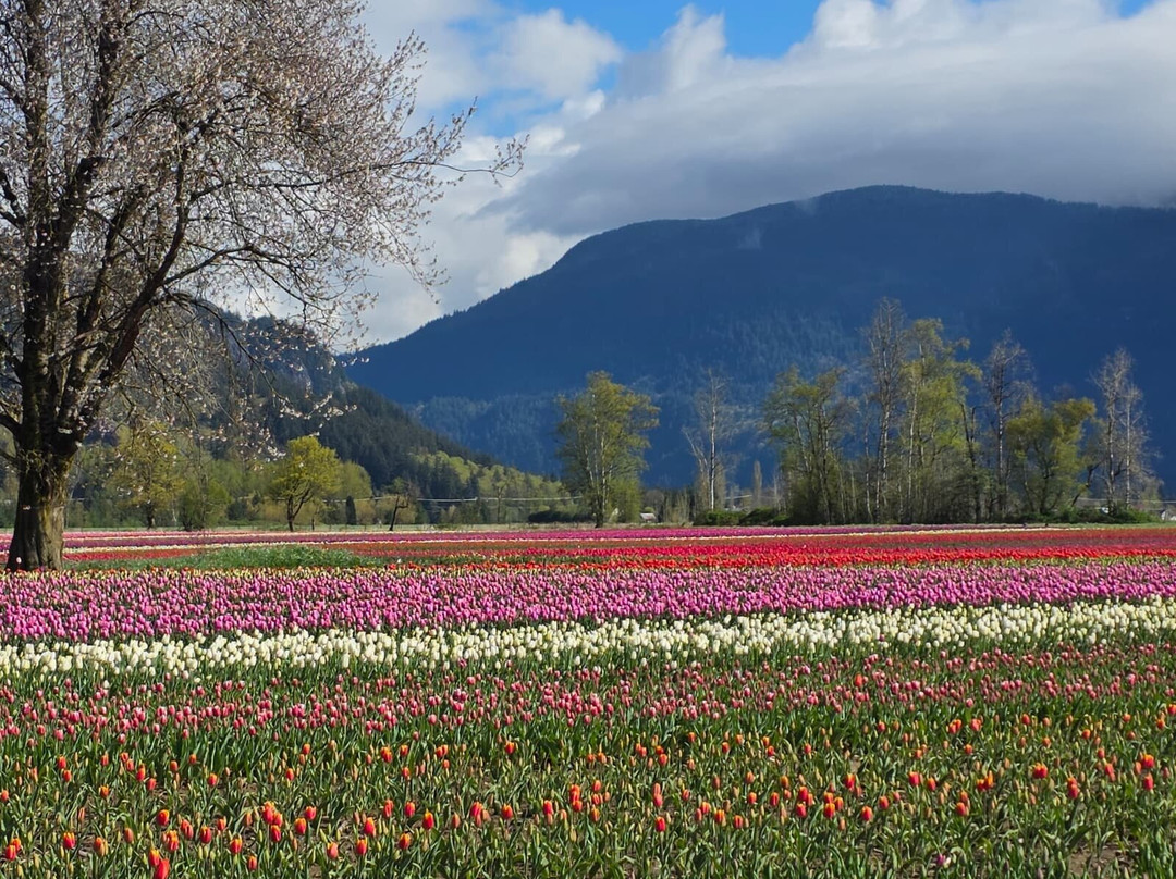 Harrison Tulip Festival-阿加斯市必去景点