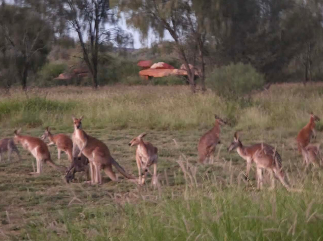 The Kangaroo Sanctuary-爱丽斯泉必去景点