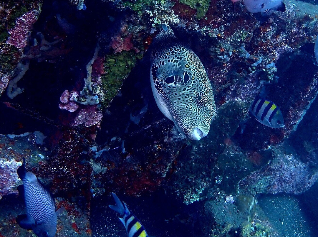 Abyss Dive Center Bali-艾湄湾必去景点