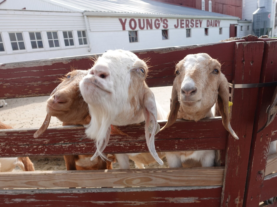 Young's Jersey Dairy Farm-Yellow Springs必去景点