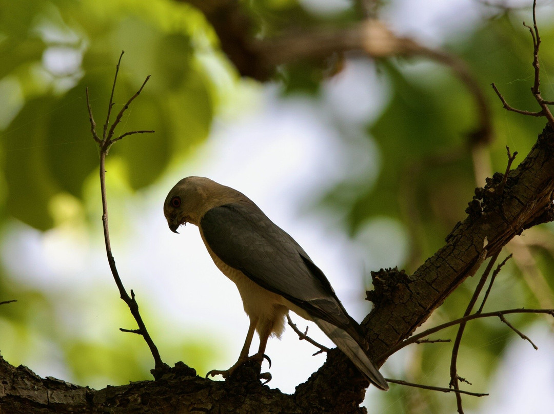 Bandhavgarh National Park-Bandhavgarh National Park必去景点
