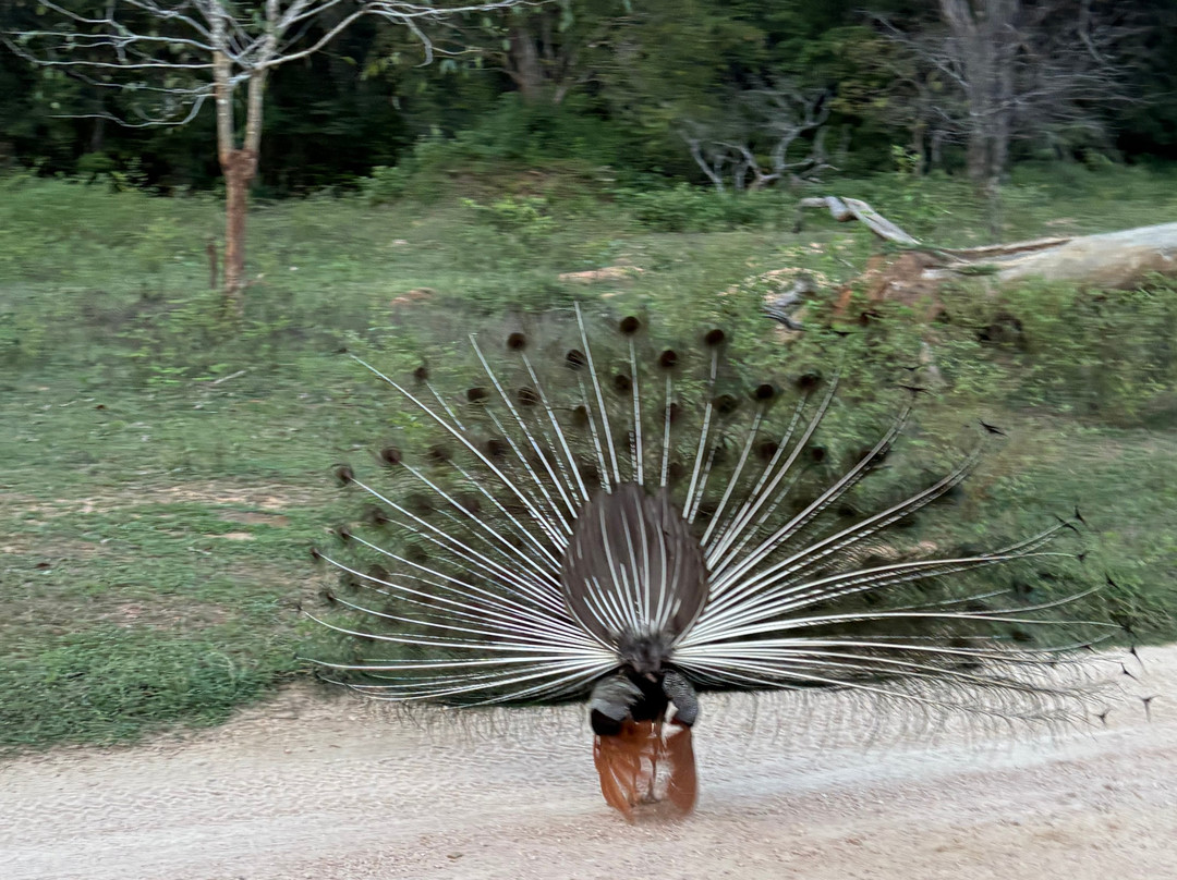 Didulanka yala safari-Thanamalwila必去景点