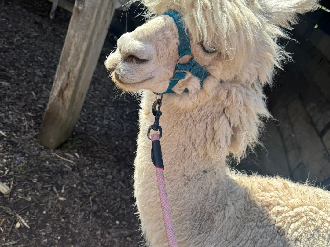 Nanny Sharon's Alpaca Farm C.I.C-Prenton必去景点
