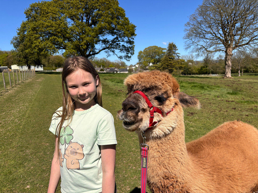 Bardsea Alpacas And Llamas-Bardsea必去景点