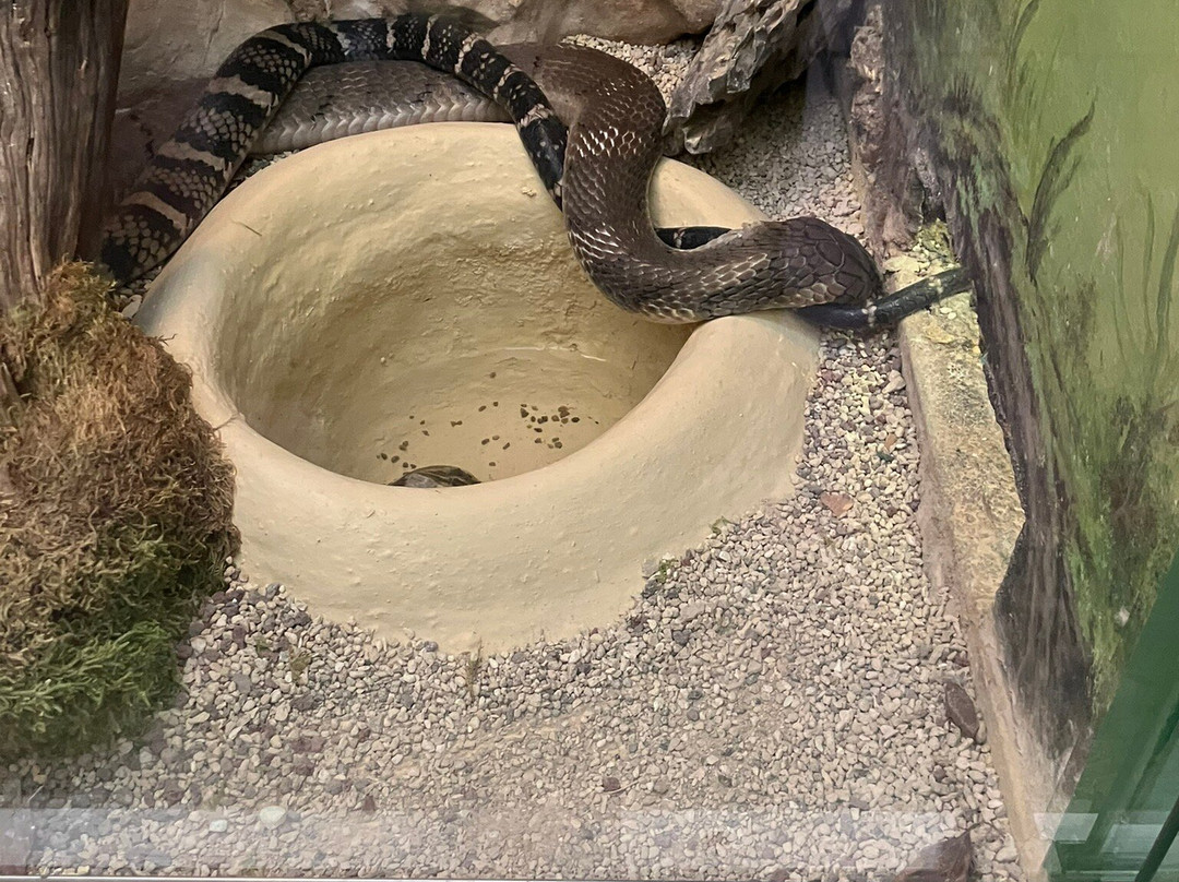 Reptilienzoo Happ-卡拉根渡口必去景点