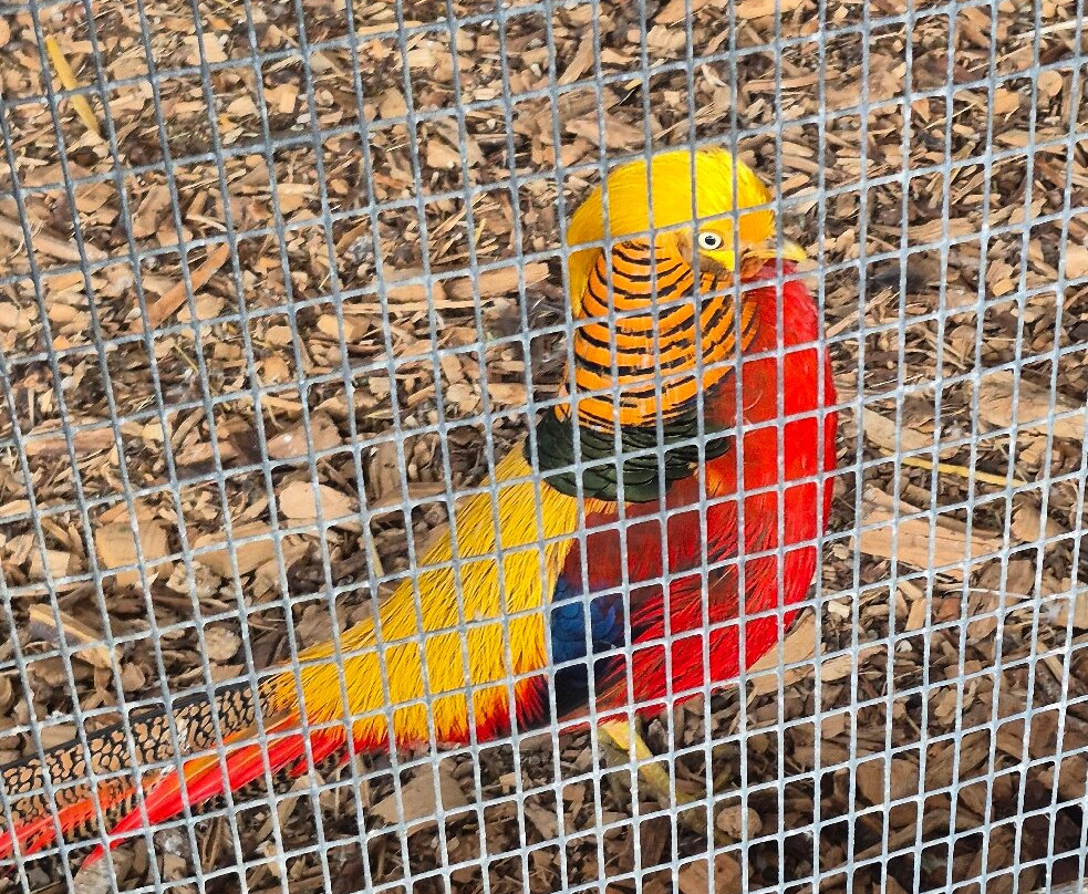 Cefn Mably Farm Park-卡迪夫必去景点