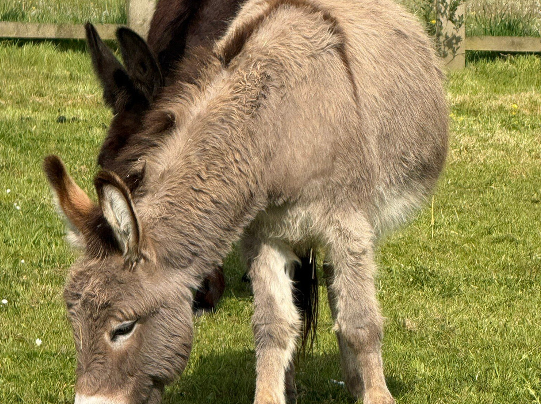 The Donkey Sanctuary-西德茅斯必去景点