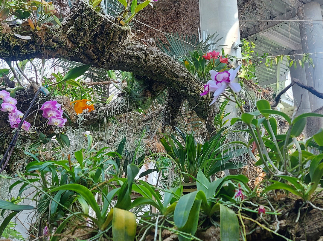 Orquidario de Estepona-埃斯特波纳必去景点