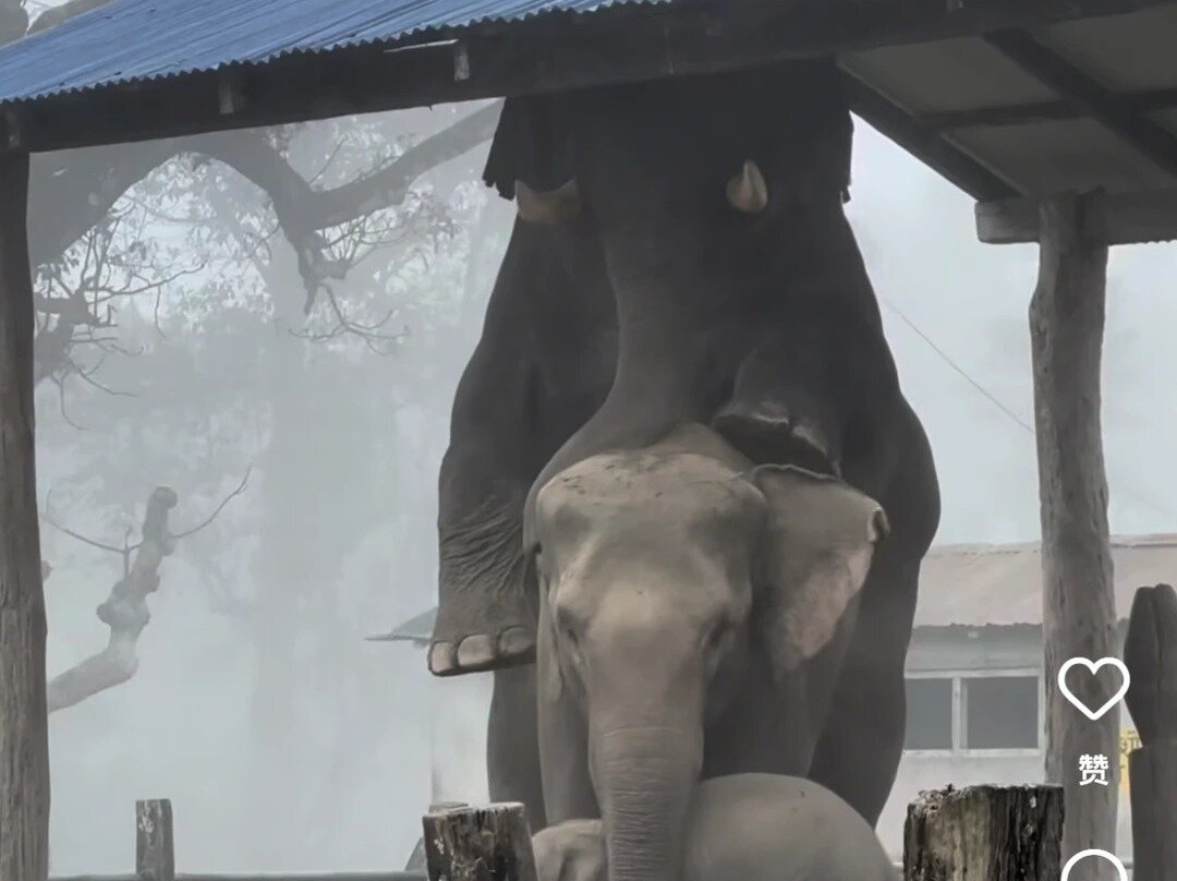 Elephant Breeding Centre-苏拉哈必去景点