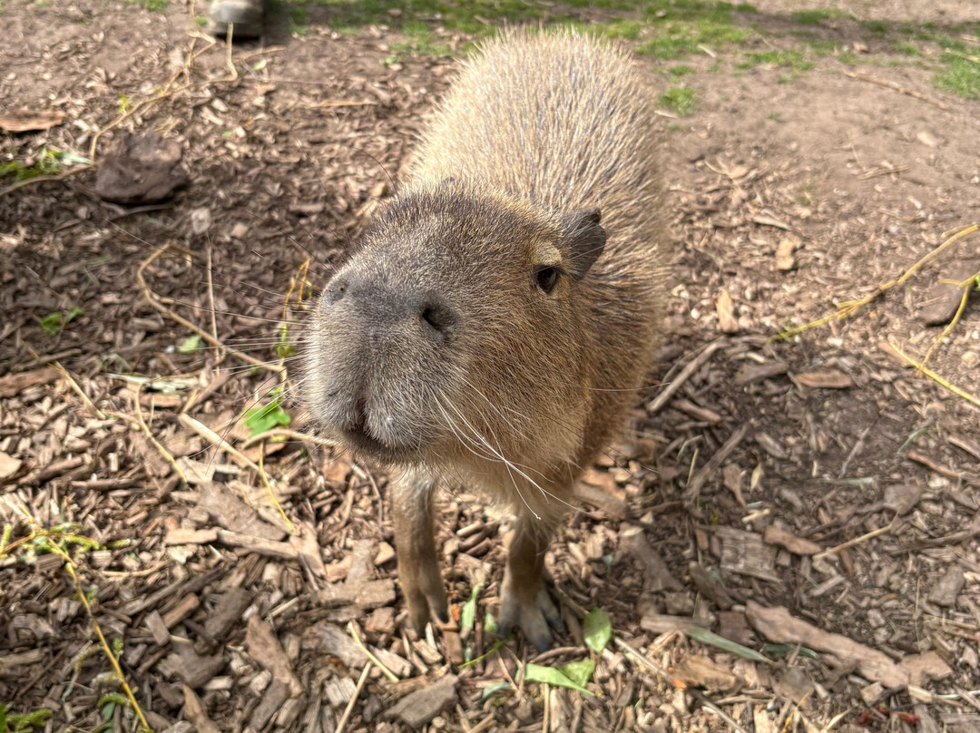 Twycross Zoo-Atherstone必去景点