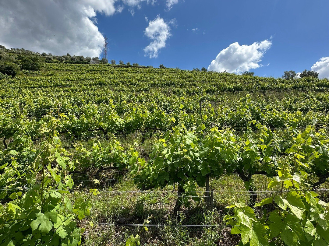 Douro Táxi-佩苏达雷瓜必去景点