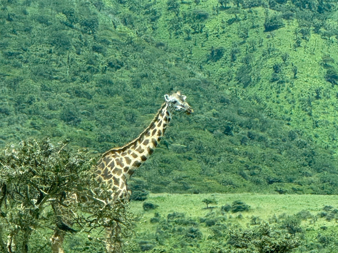 Africa Campsbay Tours-阿鲁沙必去景点