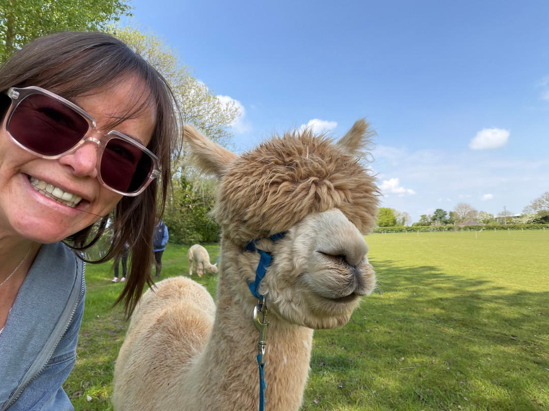 Big Sky Alpacas-Alford必去景点