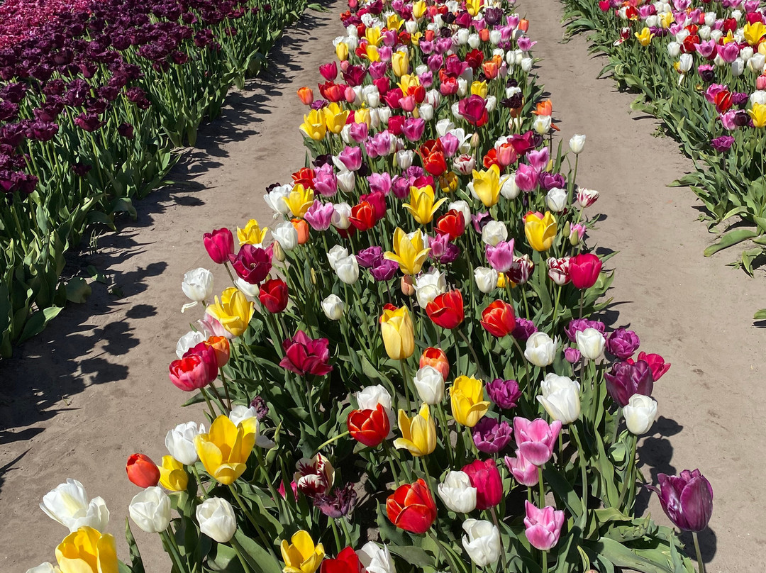 The Tulip Barn-Hillegom必去景点
