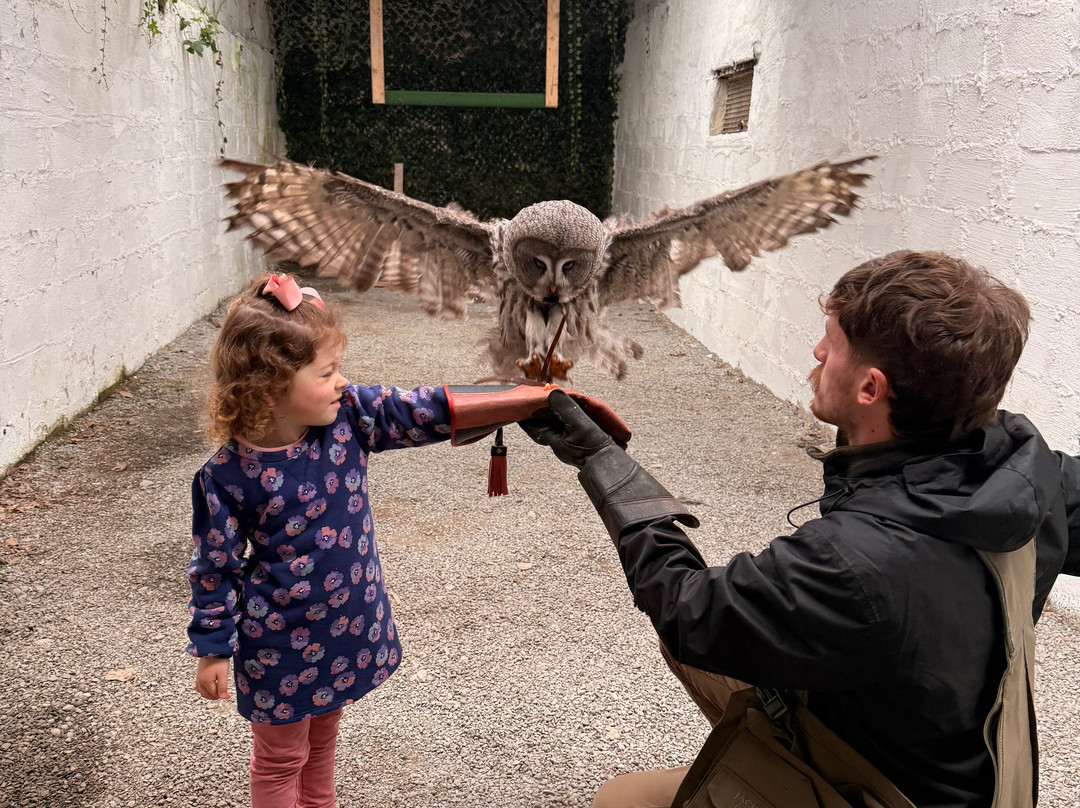 Falconry Kerry-基拉尼必去景点