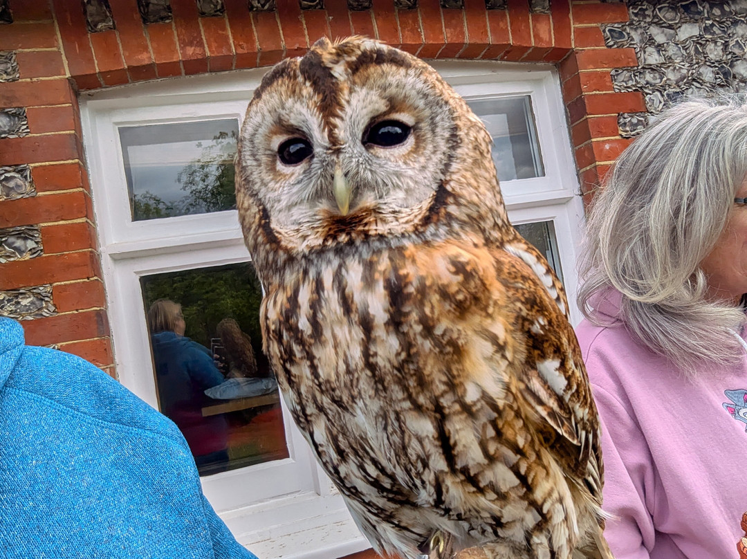 West Sussex Falconry-Compton必去景点