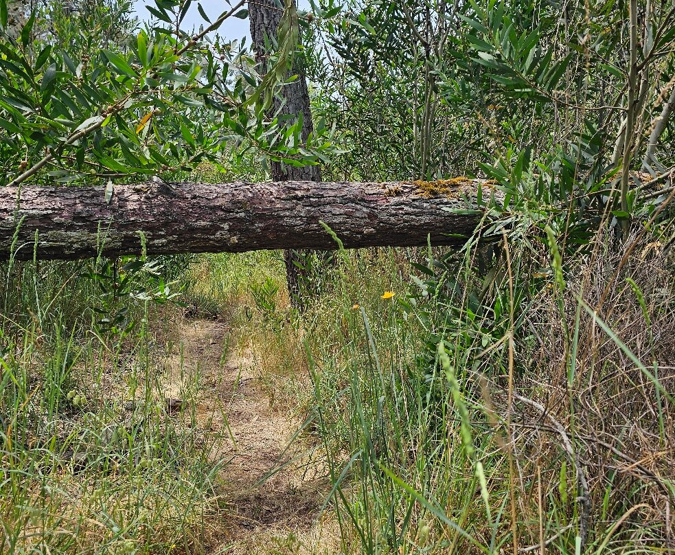 Reserva Natural das Dunas de Sao Jacinto-Sao Jacinto必去景点