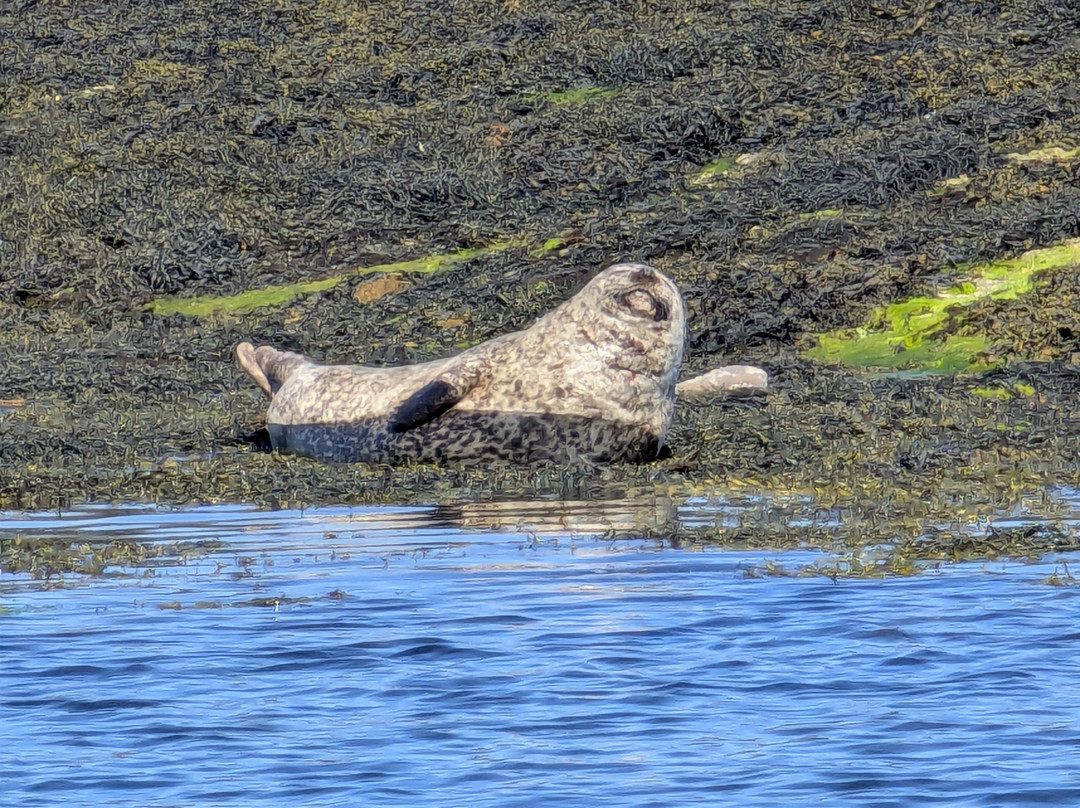 Gairloch Glass Bottom Boat Cruises-盖尔洛赫必去景点