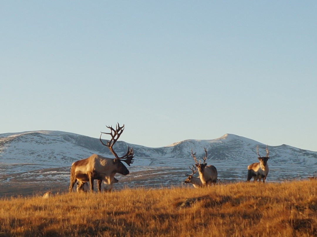 The Locals - Jotunheimen-Tessand必去景点