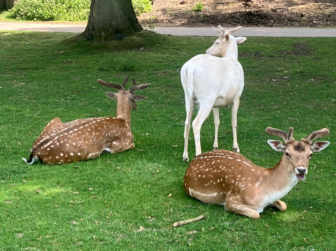 Knole Park-Sevenoaks必去景点