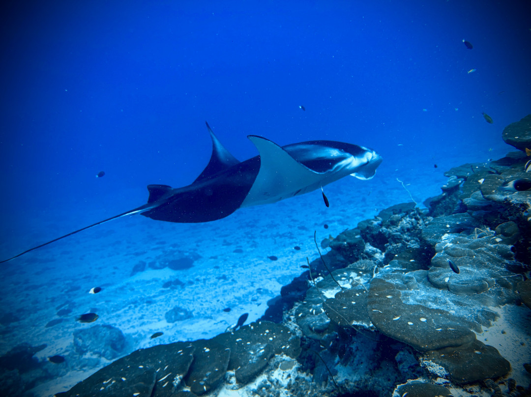 Pelagic Divers Fuvahmulah-Fuvahmulah必去景点
