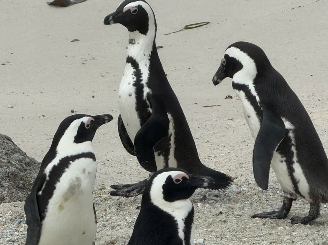 Boulders Beach Penguin Colony-西门镇必去景点
