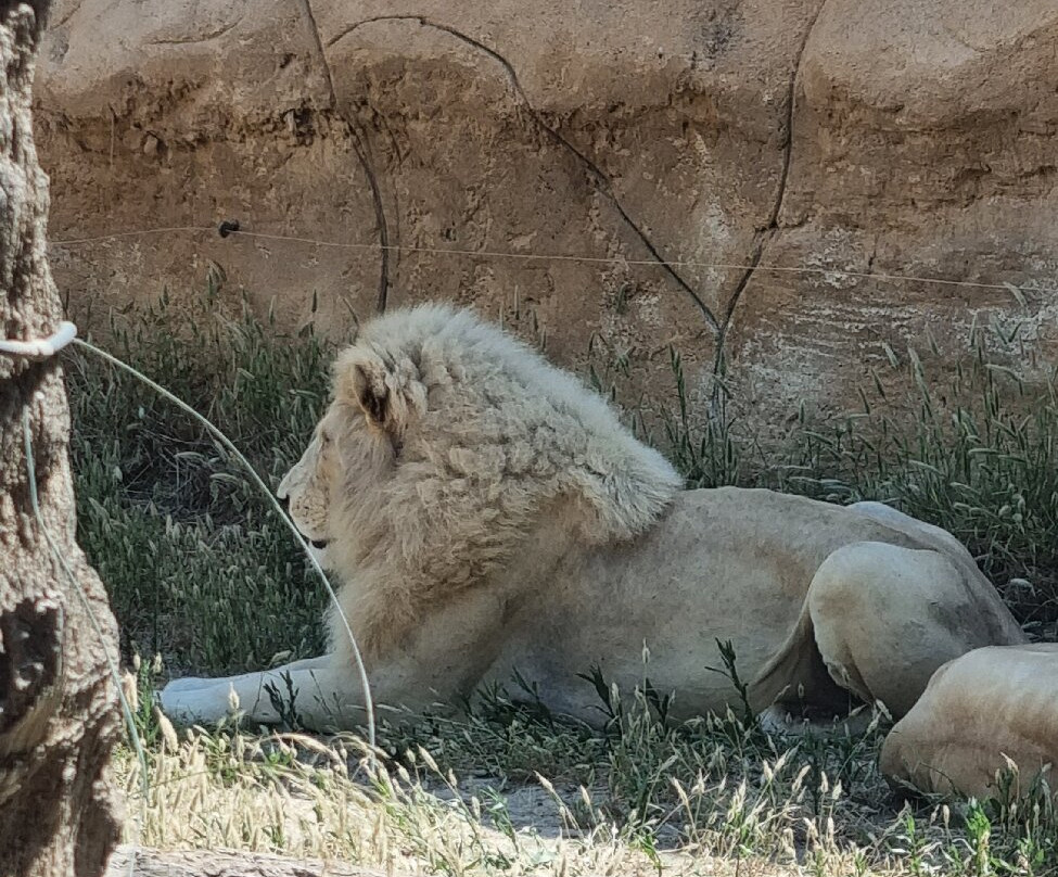 Rio Safari Elche-埃尔切必去景点