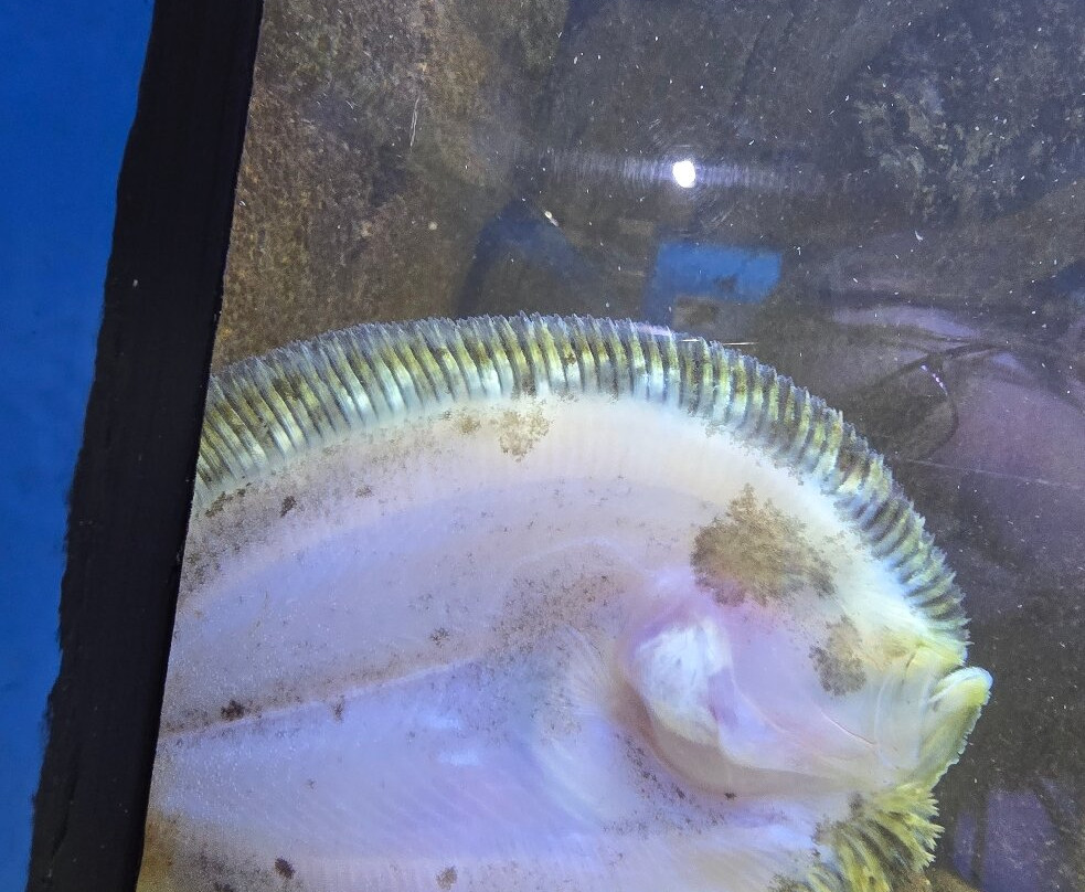 Lyme Regis Marine Aquarium-莱姆里杰斯必去景点