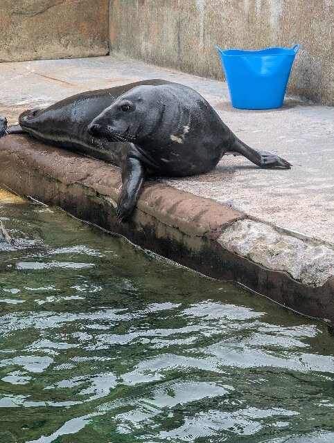 Cornish Seal Sanctuary-Gweek必去景点