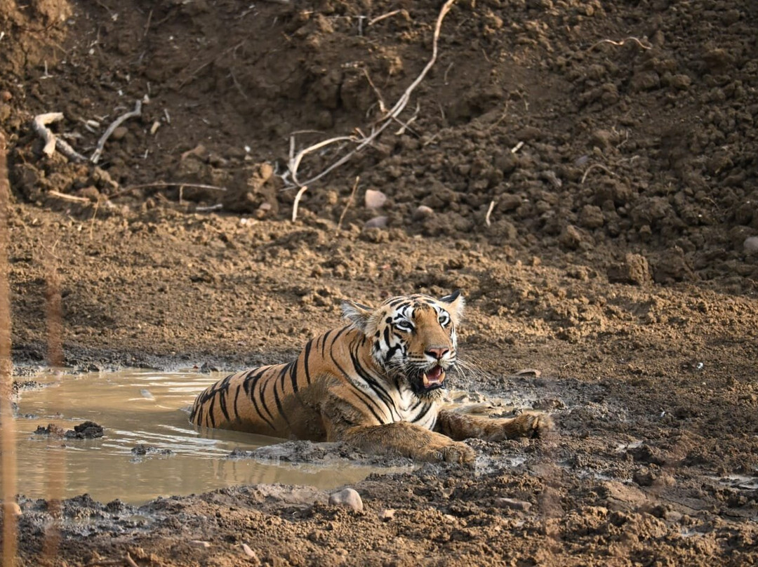 Tadoba Andhari National Park-Chandrapur District必去景点