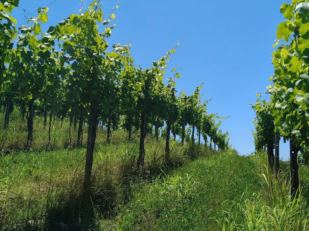 Tenuta La Pergola Cantina-Cisterna d'Asti必去景点