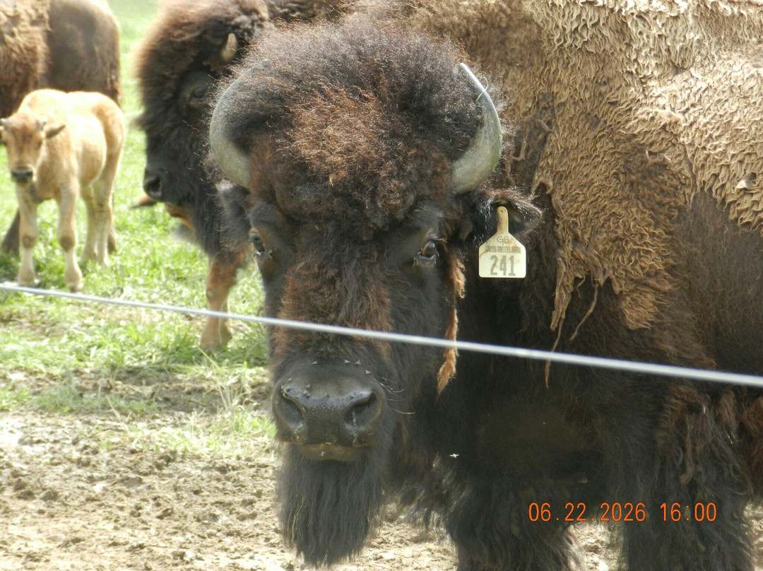 White Oaks Bison Farm-Rochester必去景点