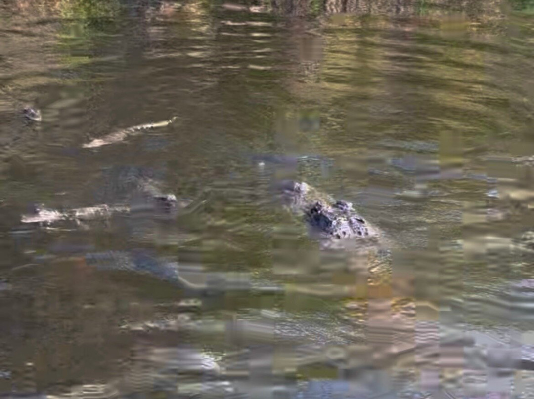 Everglades Swamp Tours-Everglades Wildlife Management Area必去景点